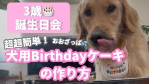 【超簡単！犬用ケーキレシピ】オーブン不要の犬用ケーキを作ってゴールデンレトリバー3歳の誕生日会を開きました！！！