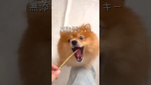 無添加野菜クッキー