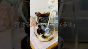 【材料1つ】《カフェオレベースアイス》常備したいビジュ❣️溶けるほどに濃くなる氷☕️🧊#簡単レシピ #カフェオレ #無印良品 #お菓子 #shorts