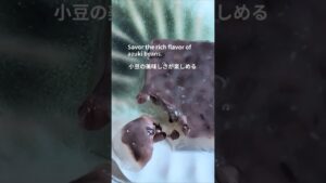 【レンチンで本格】プロ直伝!水羊羹とは一味違う「絶品小豆寒天」が美味しすぎる🫘 チン!して混ぜるだけ #小豆 #つぶあん #和菓子レシピ