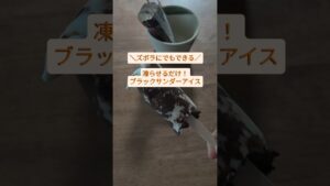 凍らせるだけ！ブラックサンダーアイス