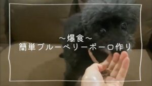 【犬用おやつ】簡単ブルーベリーボーロ作り🫐🍪